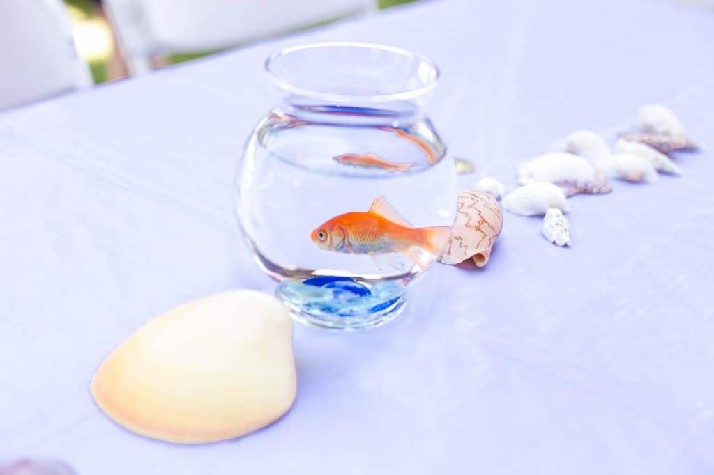 Goldfish centerpiece - Under the Sea birthday party