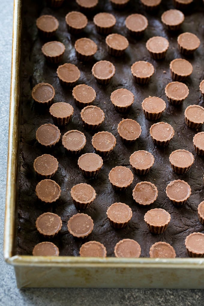 A layer of mini peanut butter cups on top of a chocolate crust in a baking pan for a chocolate gooey butter cake.