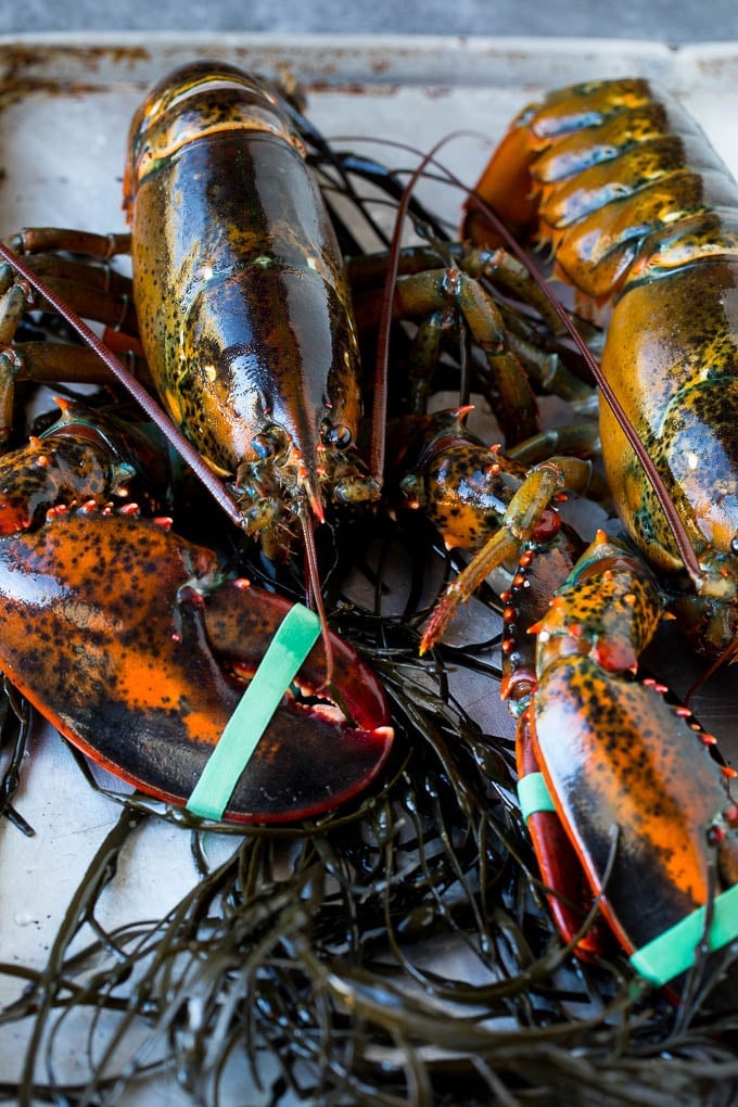 Live lobsters and seaweed on a sheet pan.